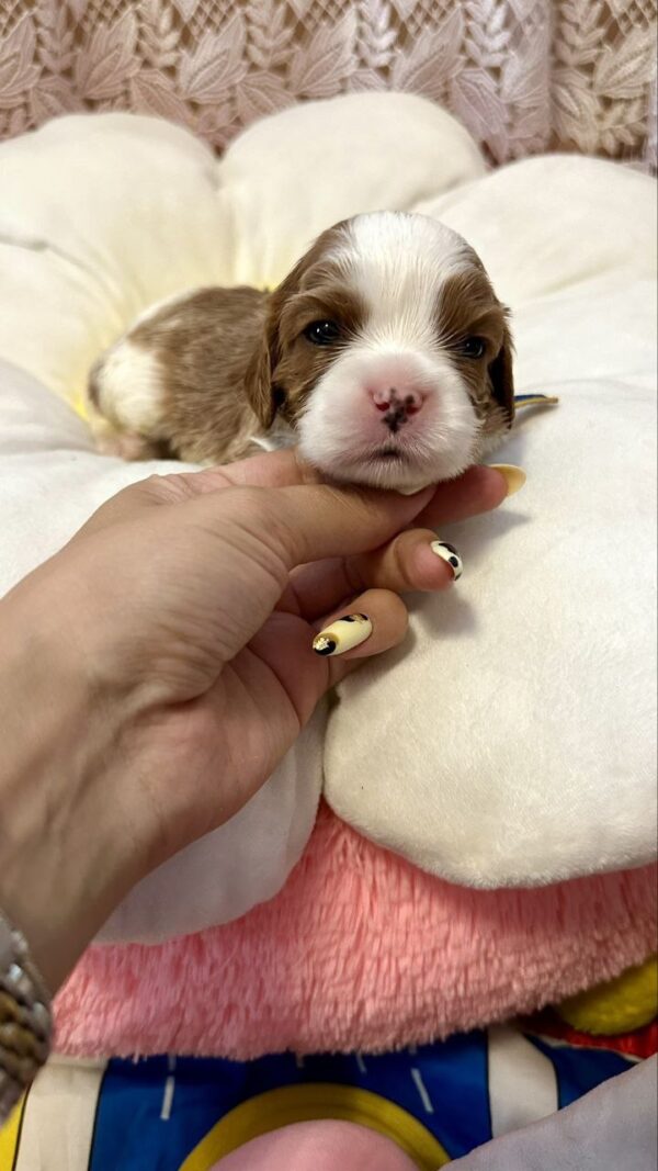 Andrew Cavalier King Charles Spaniel