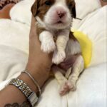 Andrew-male-Cavalier-King-Charles-Spaniel-puppy-for-sale-3
