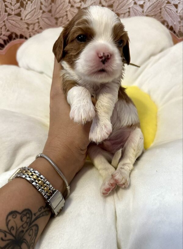 Andrew Cavalier King Charles Spaniel