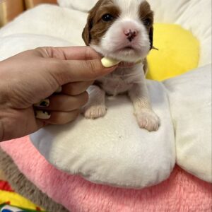 Andrew Cavalier King Charles Spaniel