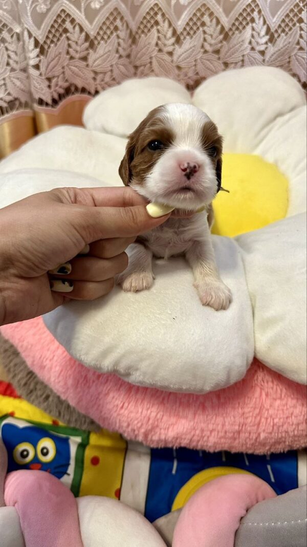 Andrew Cavalier King Charles Spaniel