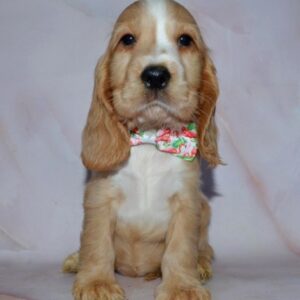 Anta English Cocker Spaniel