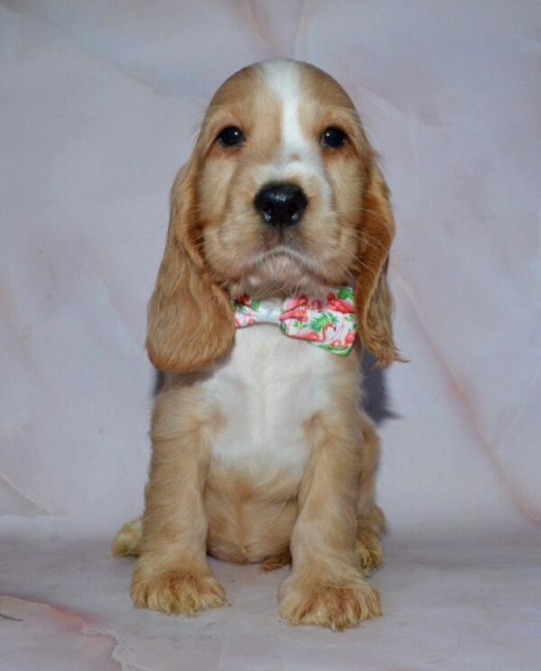 Anta English Cocker Spaniel