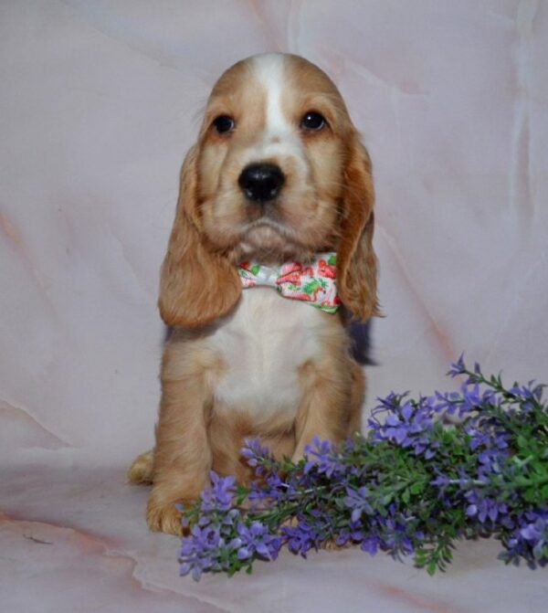 Anta English Cocker Spaniel