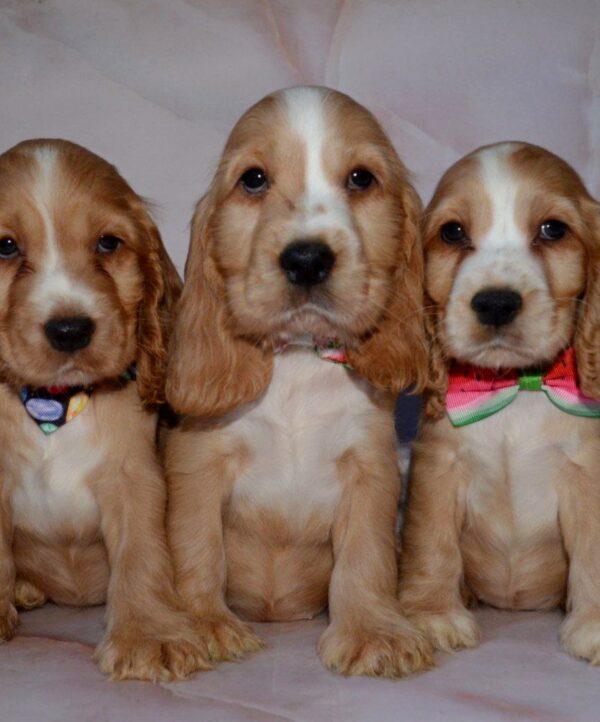 Anta English Cocker Spaniel