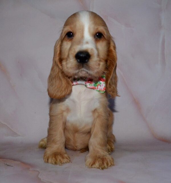 Anta English Cocker Spaniel