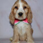 Anta English Cocker Spaniel