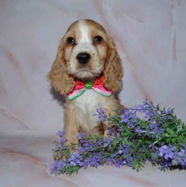 Arisha English Cocker Spaniel