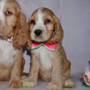 Arisha English Cocker Spaniel