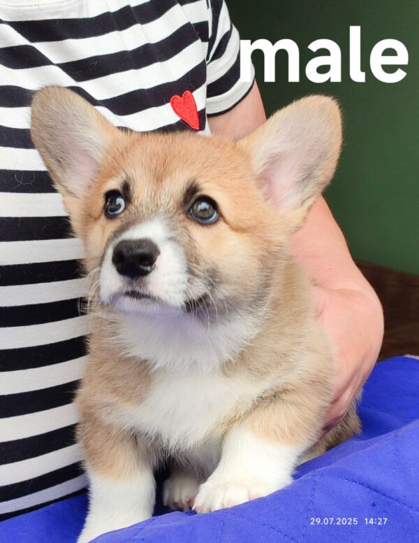 Arix Welsh Corgi
