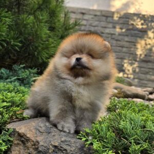 Arjey Pomeranian