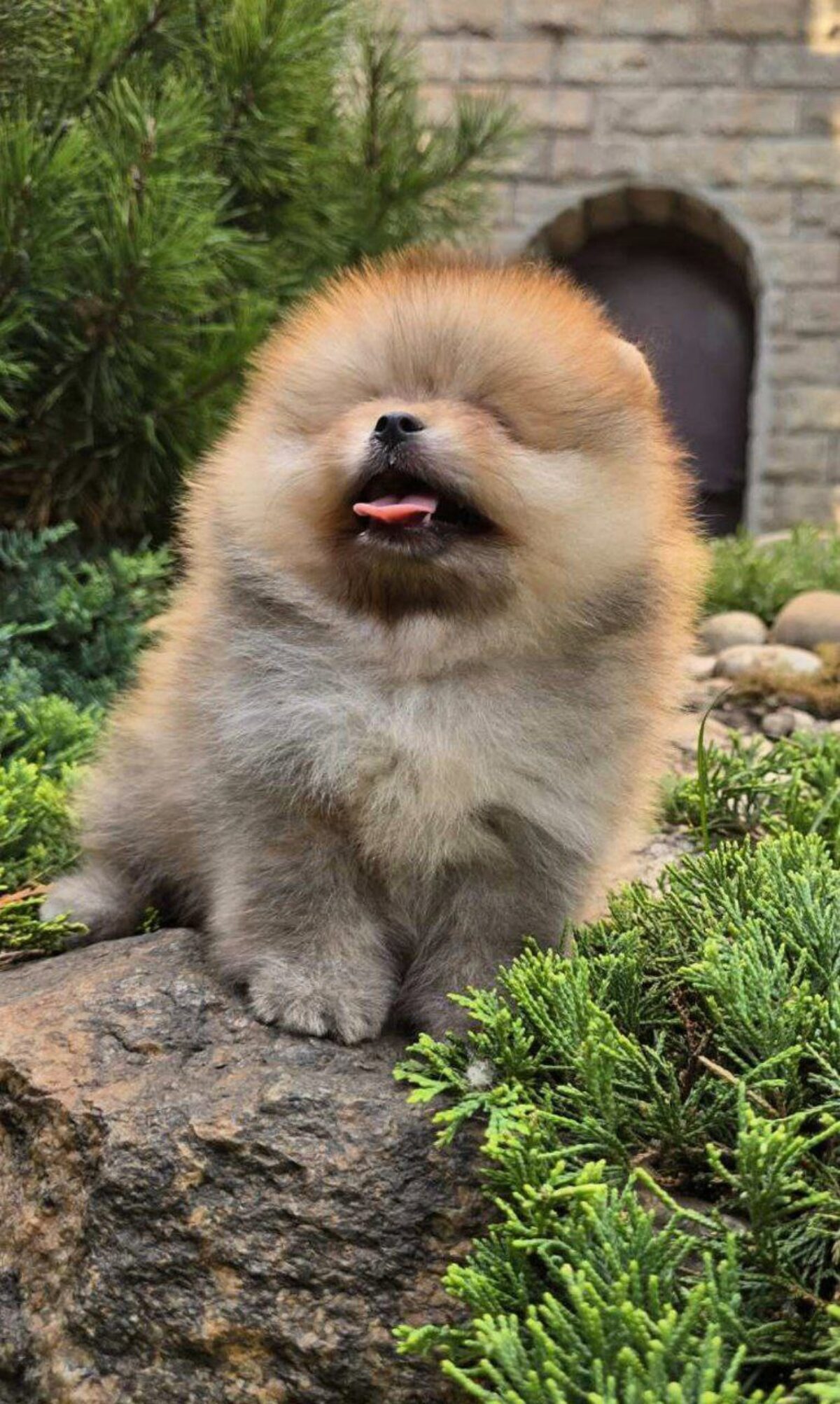 Sacramento Craigslist Teacup Pomeranian Puppies For Sale
