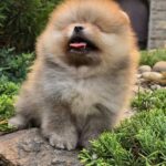 Gerry Pomeranian