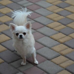 Armani Chihuahua