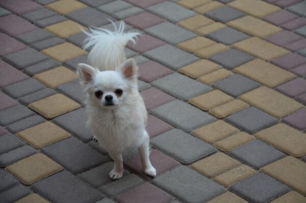 Armani Chihuahua