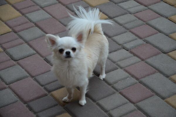 Armani Chihuahua