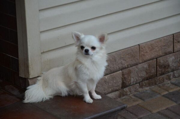 Armani Chihuahua