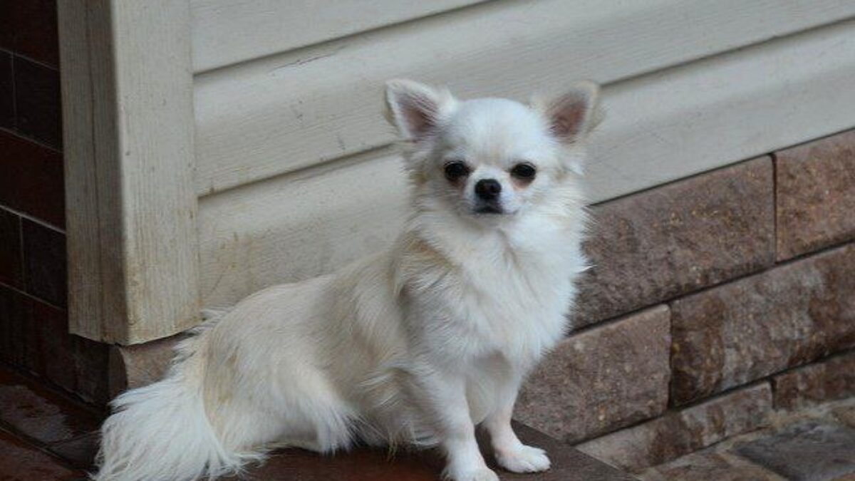 Long Haired Chihuahua Different Chihuahua Mix Breeds White