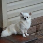 Amis Chihuahua