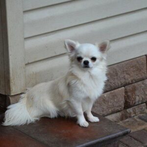 Armani Chihuahua