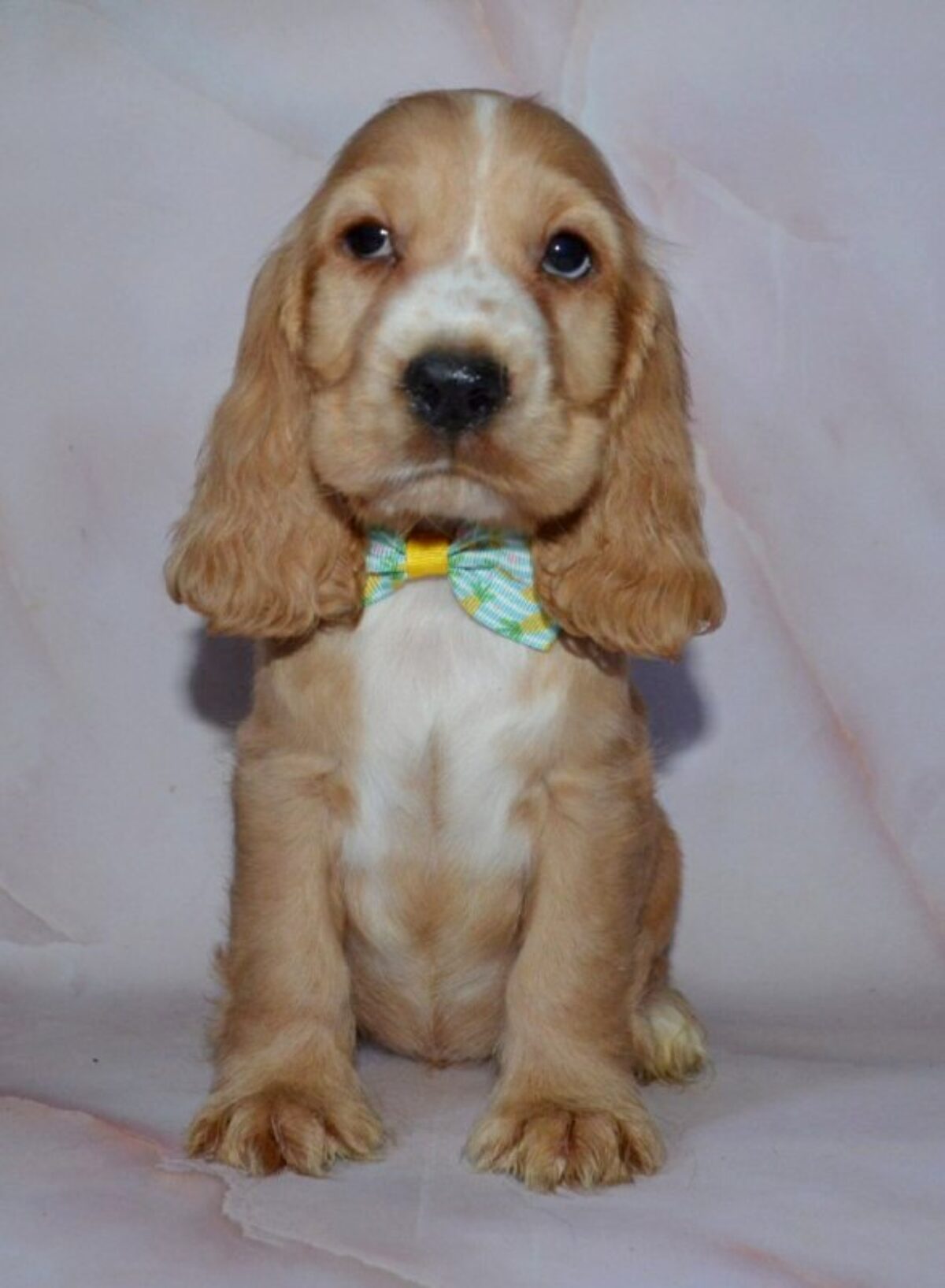 Golden Field Cocker Spaniel Dog Breed Golden Working Cocker