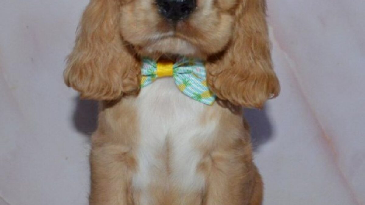 Golden Cocker Registered Cocker Spaniel Breeders Cocker Spaniel Kc