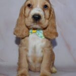Artur English Cocker Spaniel