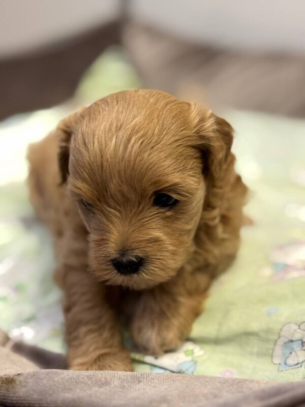 Aron Maltipoo