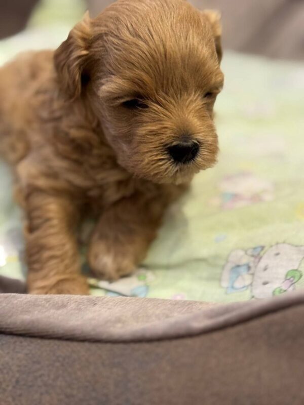 Aron Maltipoo