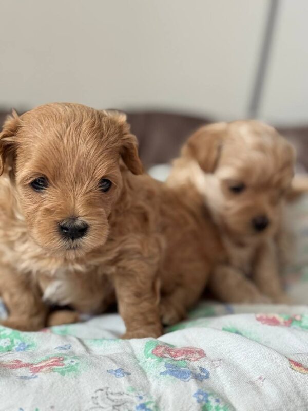 Aron Maltipoo