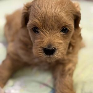 Aron Maltipoo