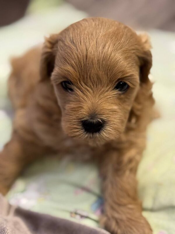 Aron Maltipoo