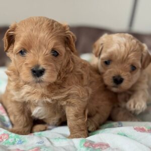 Aron Maltipoo