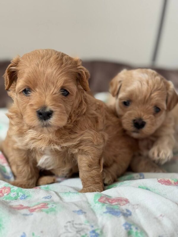 Aron Maltipoo