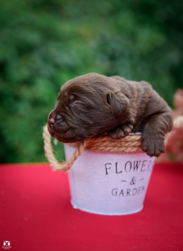 Arseniy Labrador Retriever