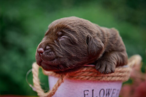 Arseniy Labrador Retriever
