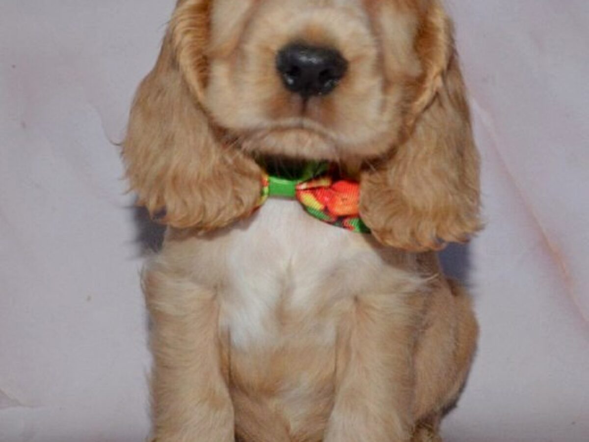 Spaniel Mix Cocker Rescue Near Me Foster English Springer Spaniel