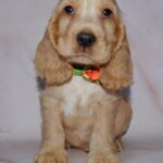 Lallita English Cocker Spaniel