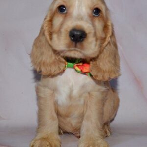 Artur English Cocker Spaniel