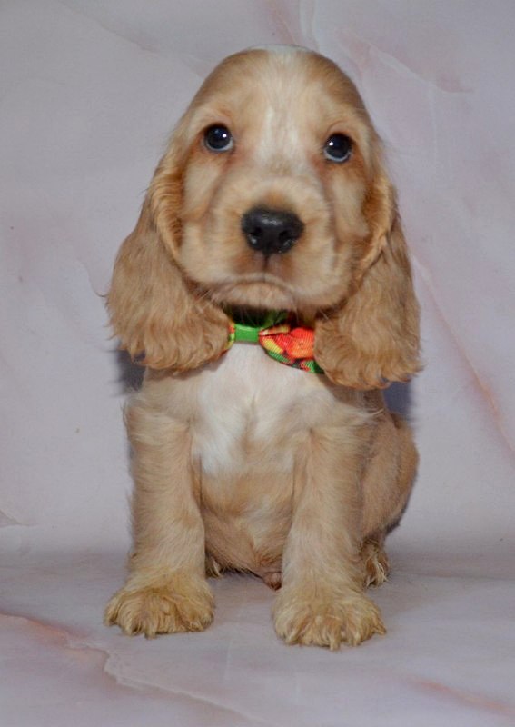 Artur English Cocker Spaniel