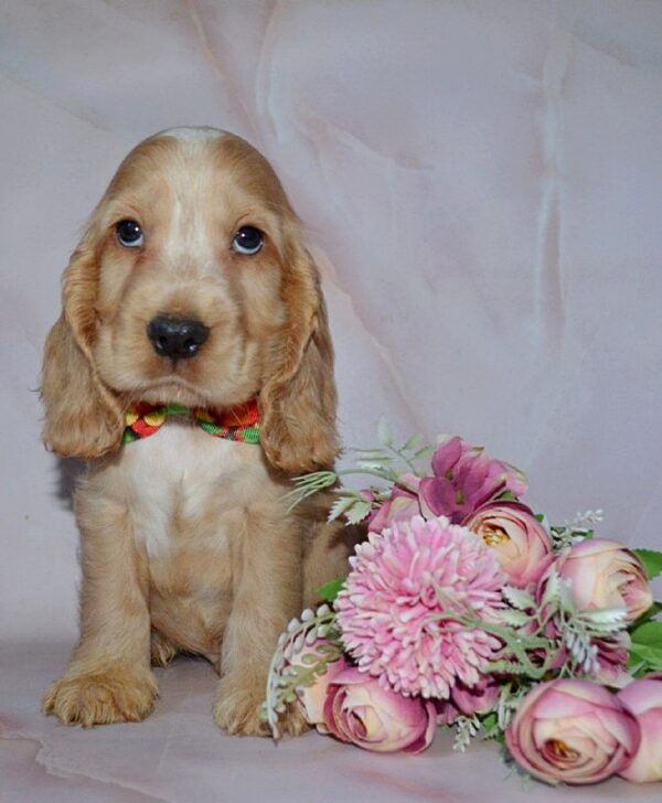 Artur English Cocker Spaniel