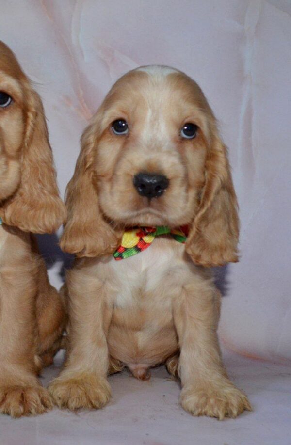 Artur English Cocker Spaniel