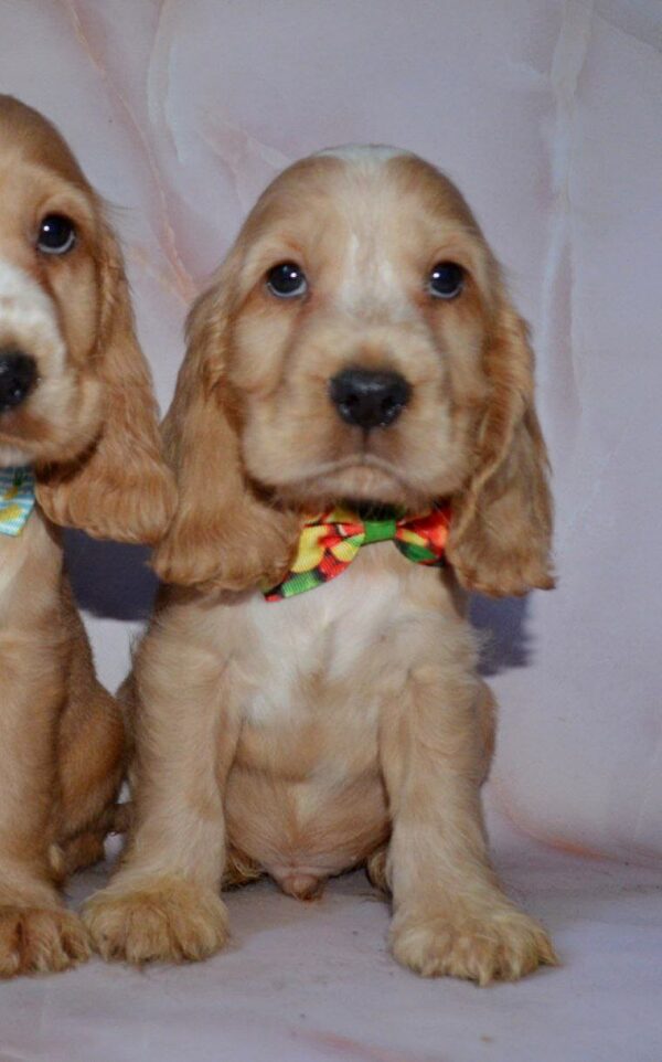 Artur English Cocker Spaniel