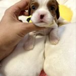 Ashton-male-Cavalier-King-Charles-Spaniel-puppy-for-sale-1
