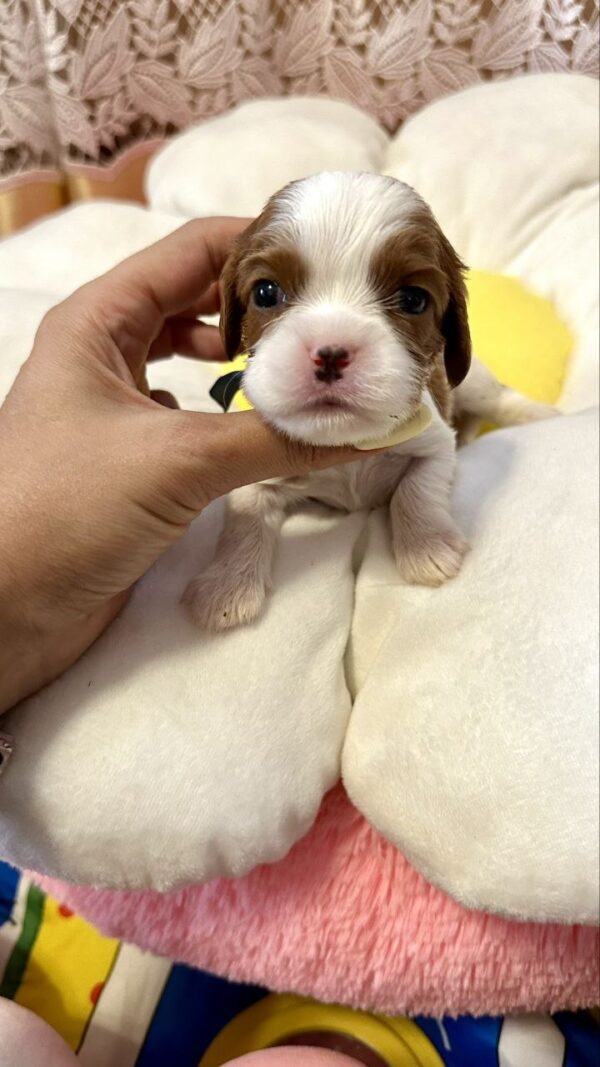 Ashton Cavalier King Charles Spaniel