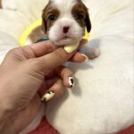 Ashton-male-Cavalier-King-Charles-Spaniel-puppy-for-sale-2