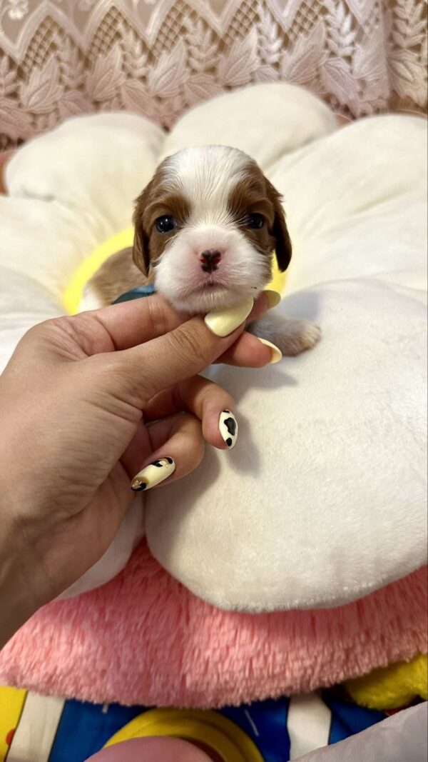 Ashton Cavalier King Charles Spaniel