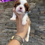 Andrew Cavalier King Charles Spaniel