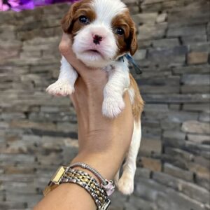 Ashton Cavalier King Charles Spaniel