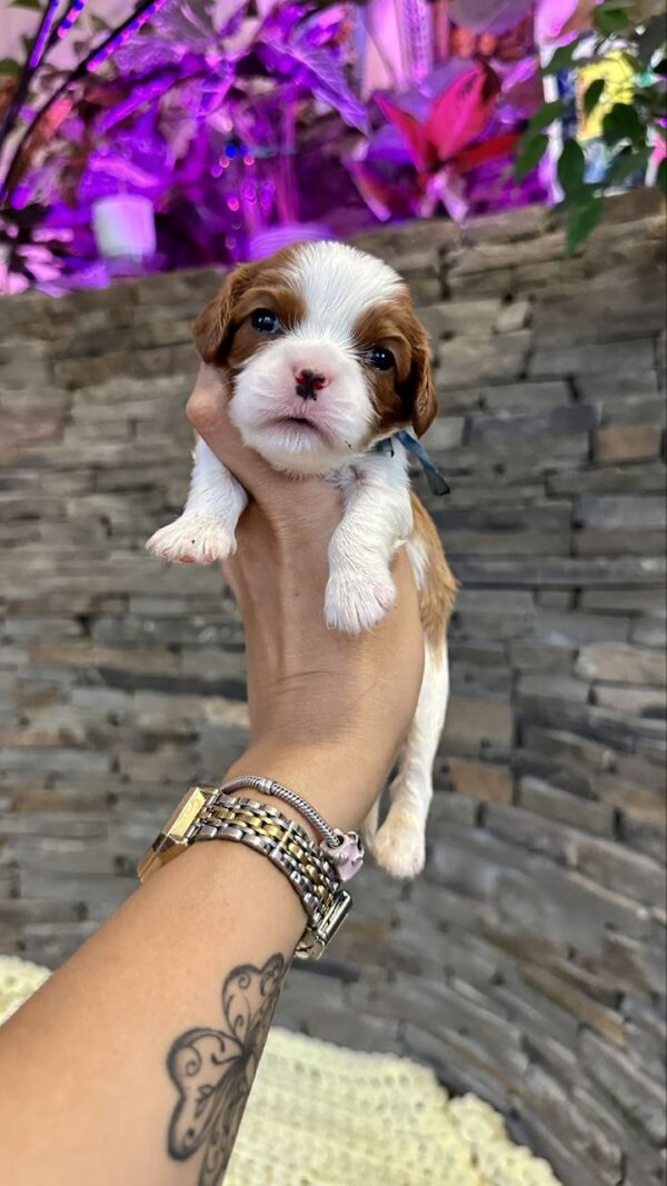 Ashton Cavalier King Charles Spaniel